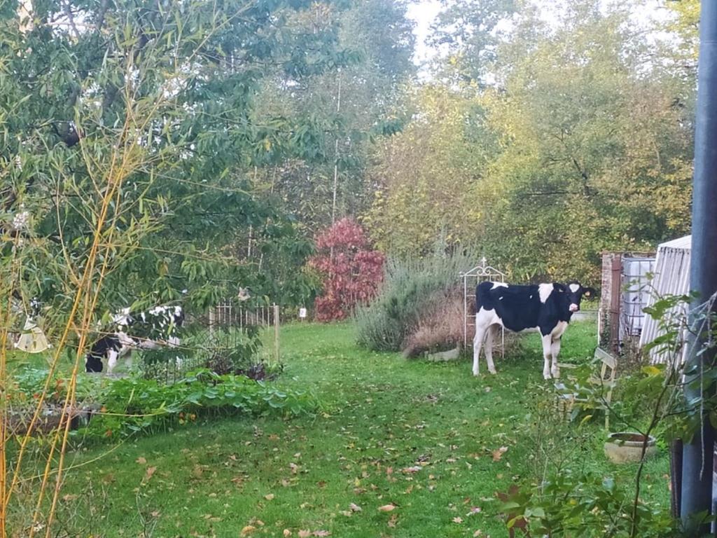 La Bruyere Du Coq Stables Pensionat Sart-Dames-Avelines Exteriör bild